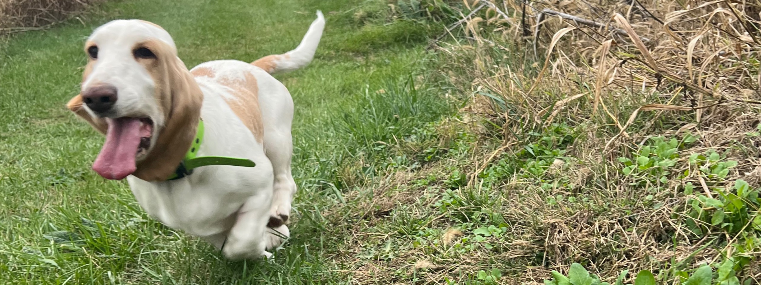 Basset hound wearing a green collar runs toward the camera, on a lane at a beagle club.