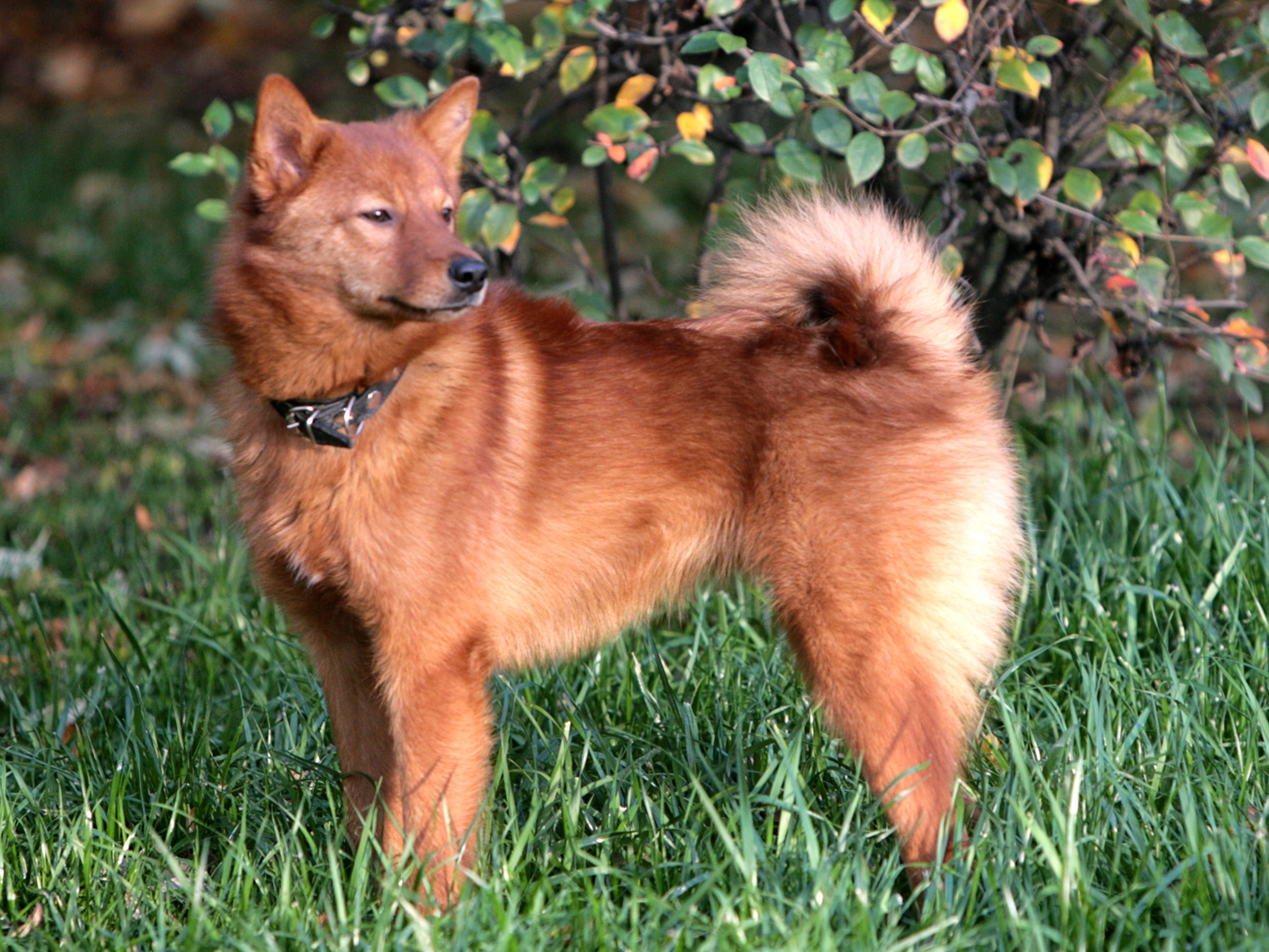 A young Finnish Spitz standing on a wood floor