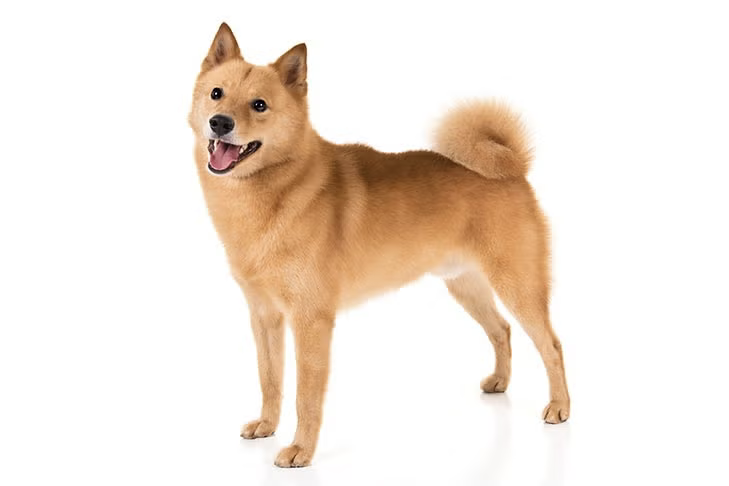 A curious Finnish Spitz tilting its head