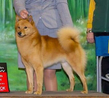 GCHB DV9K9s Royal Star (Prince)