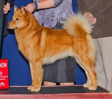 GCHG DV9K9s Red Hot Star (Rocket)