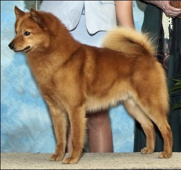 GCH Pikkinokka Badgr Sir Barksalot (Barkley)
