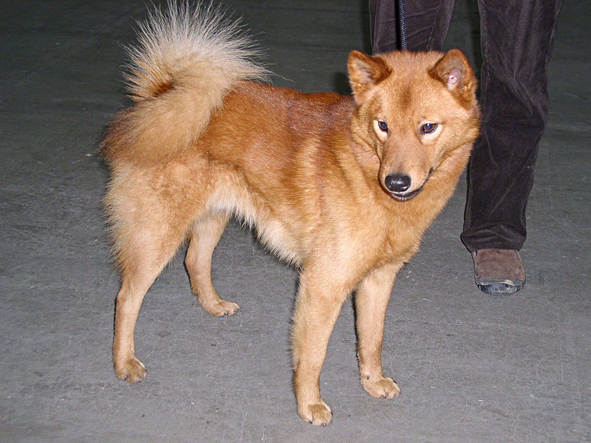 A Finnish Spitz
