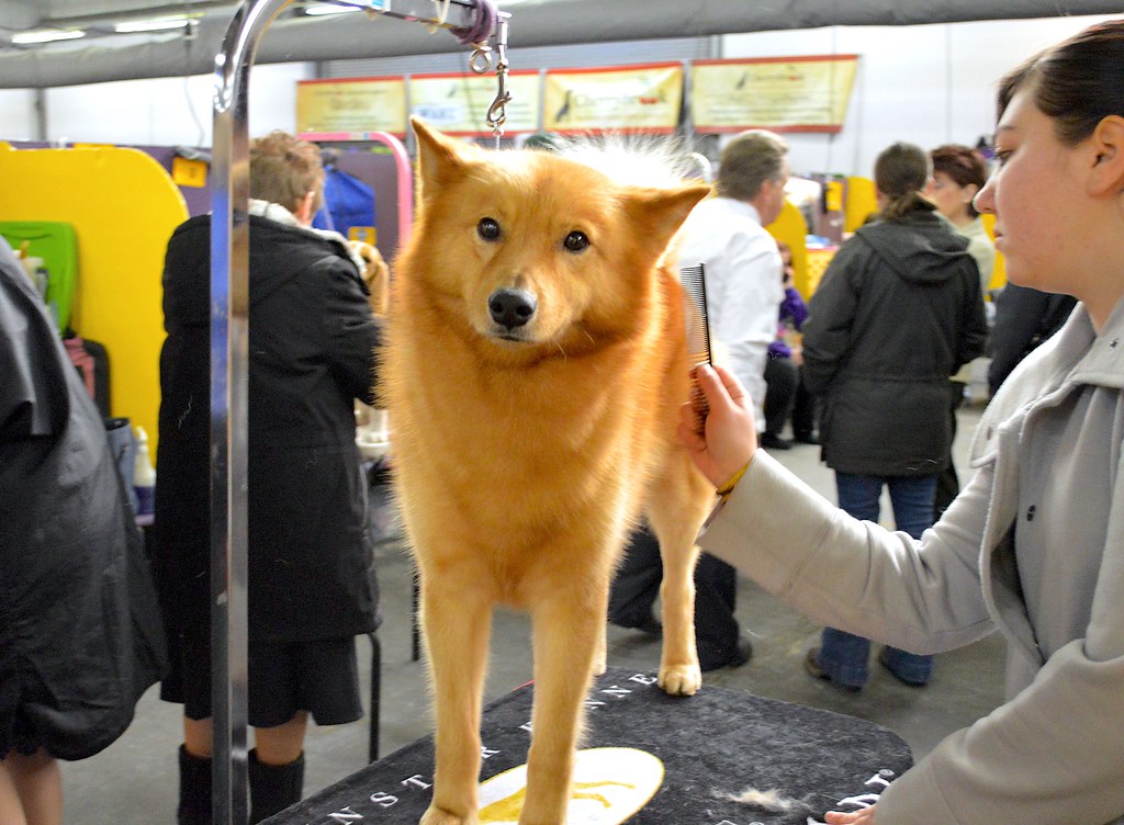 A Finnish Spitz