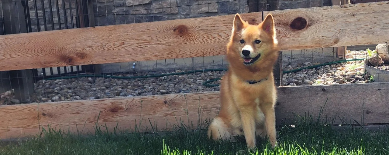 A Finnish Spitz outdoors in a yard