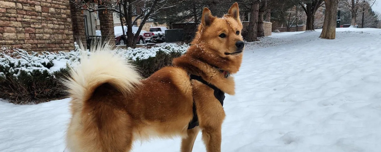 A red-gold Finnish Spitz standing in profile in the snow