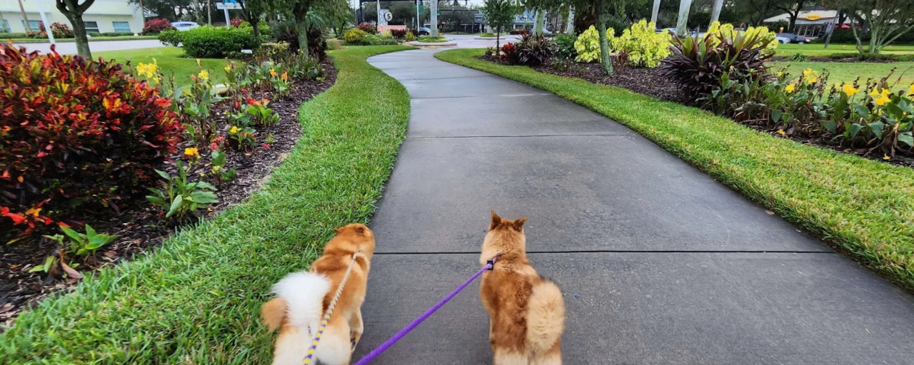 Two Finnish Spitz walking together outdoors