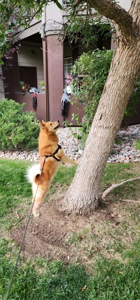 A Finnish Spitz treeing a squirrel