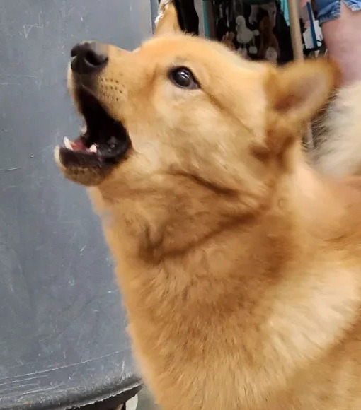 A Finnish Spitz barking