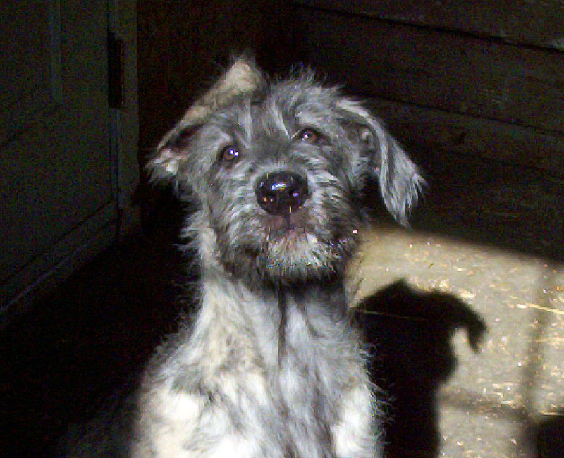 IW Puppy with One-Ear Hat