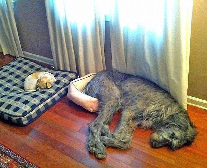 Wrong Bed - IW adolescent in small dog bed, small dog on IW sized bed
