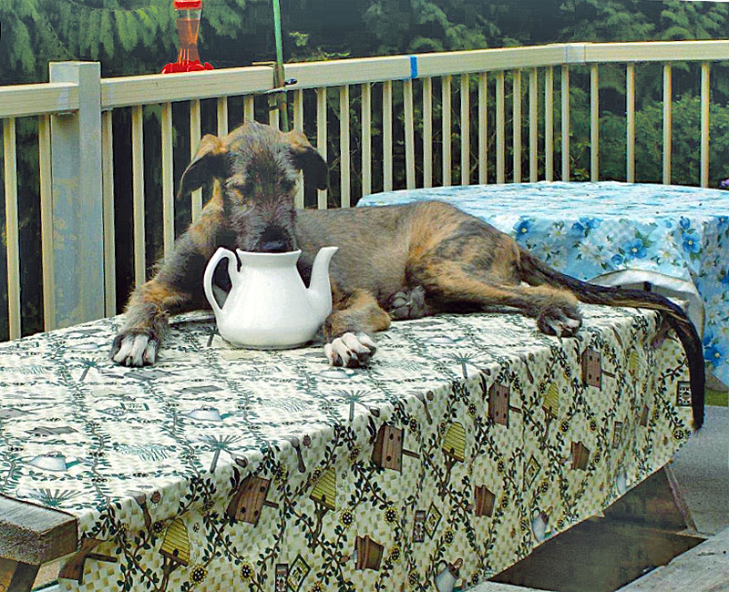 IW Puppy on a picnic table, drinking from a pitcher