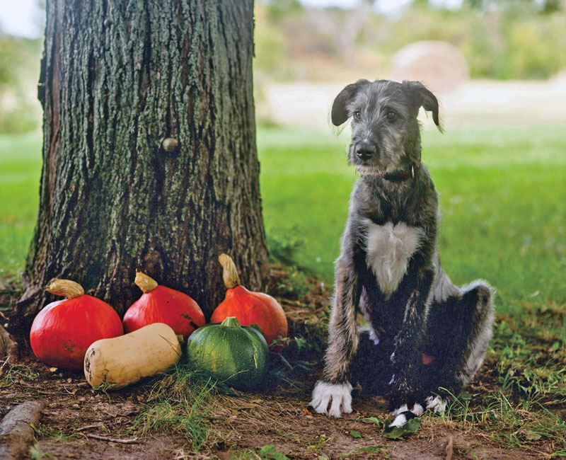 IW puppy sitting next to a tree with some freshly harvested squash gourds