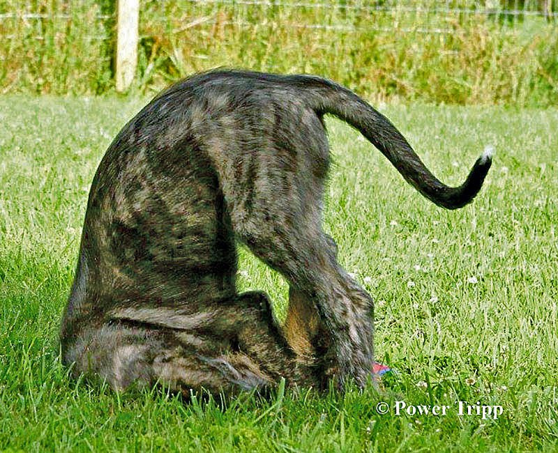 IW puppy standing on its head