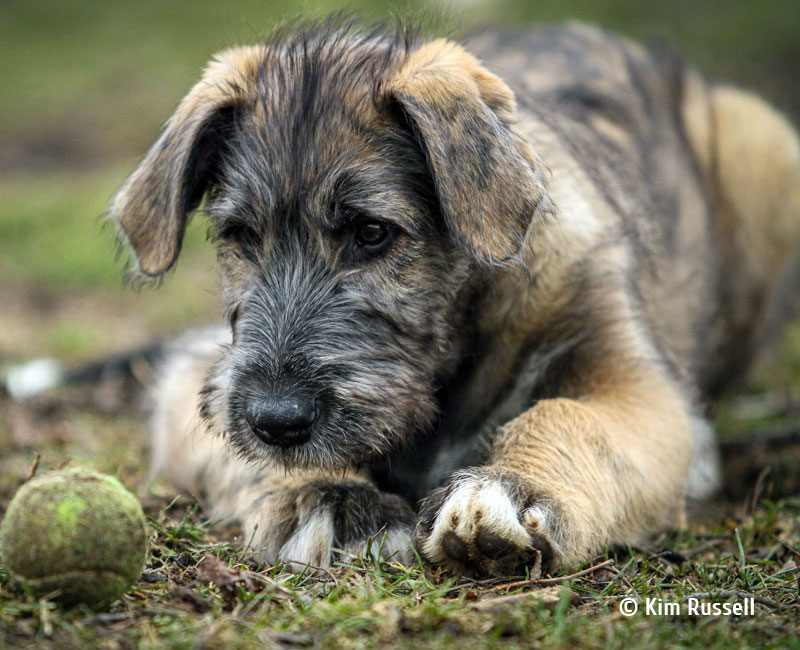 IW puppy staring at a tennis ball