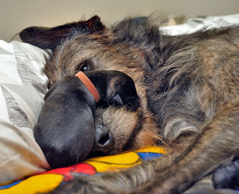 Newborn IW puppy laying on mamma's muzzle