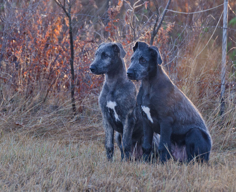 IW Puppies, sitting in a field