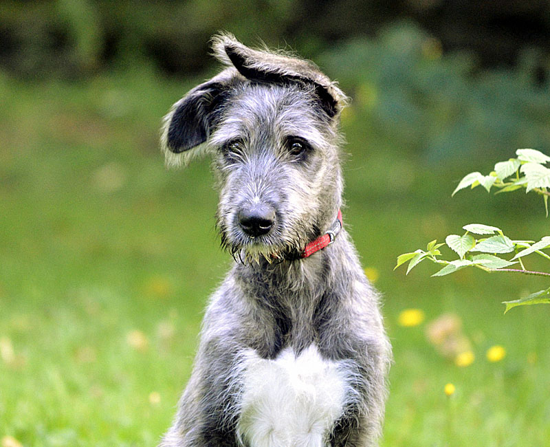 IW puppy outdoors, with ear hat