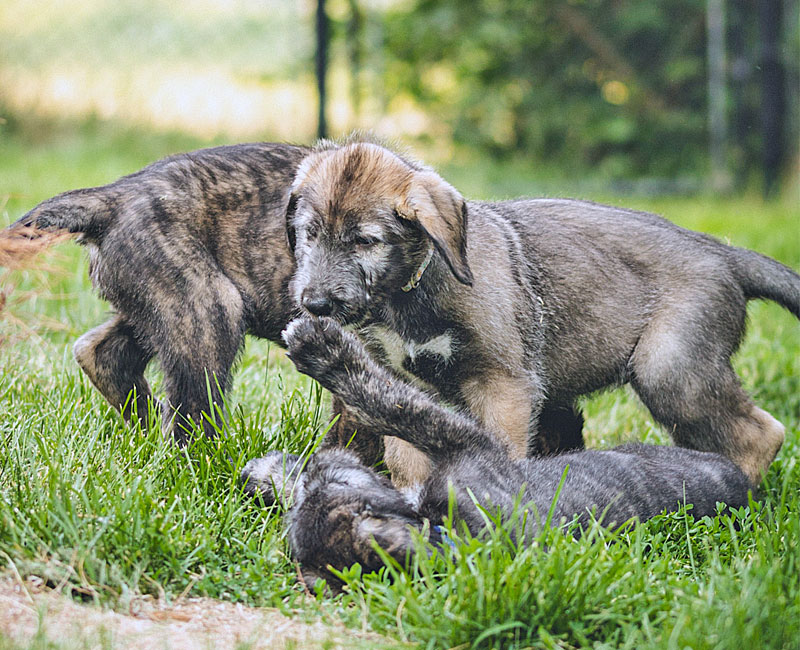 IW puppies outdoors, playing
