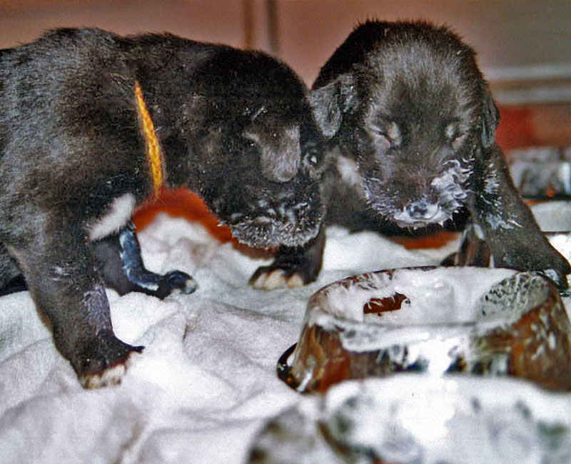 Baby IW puppies eating a mush meal