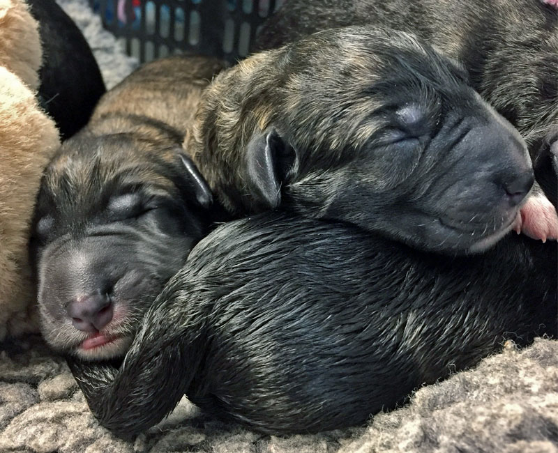 Newborn puppies sleeping