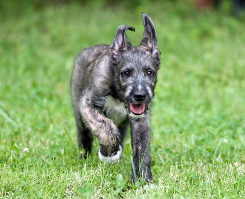 IW puppy running towards the camera