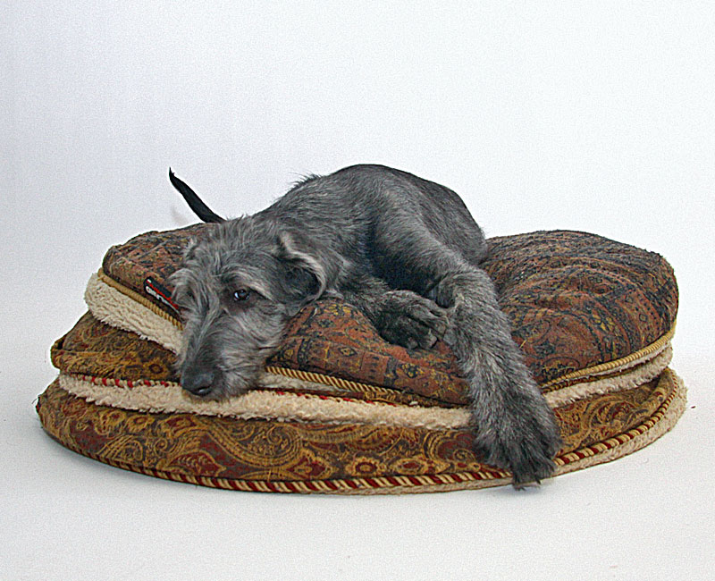 IW puppy on a stack of beds