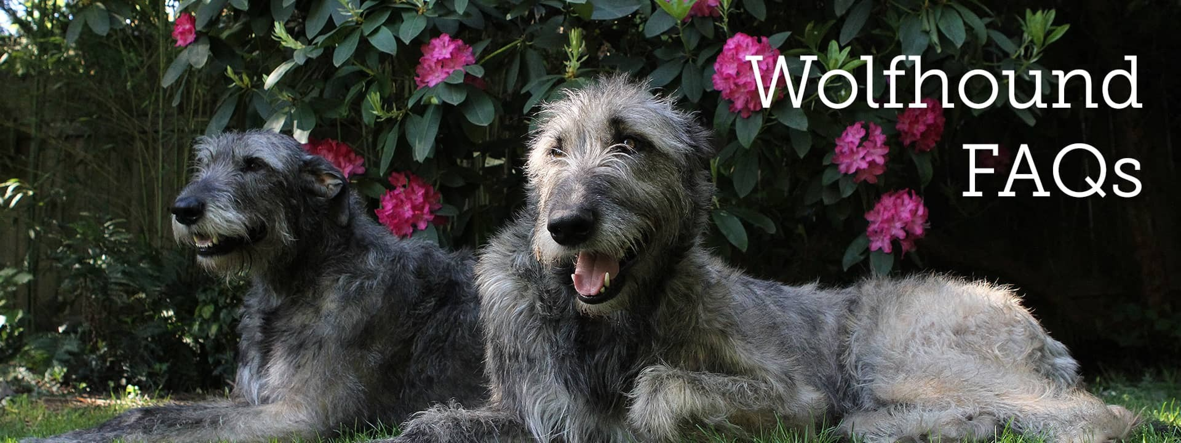 Wolfhound FAQs - image of two adult Wolfhounds laying under a flowering tree