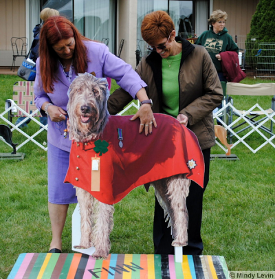 The Judge goes over Finn the Wolfhound