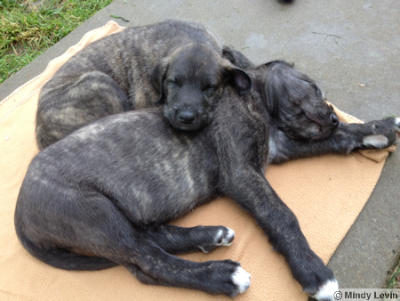 Nap Time