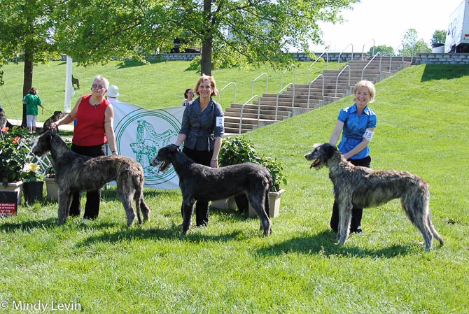 6-9 Month Bitch, Other Placements: 2. Inishkee Arya of Bellemere 3. Quilmes de Sudestada 4. Kellyscot Glenamadda Freya
