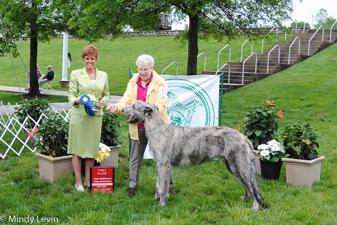 6-9 Month Dog: Rumor Has It By Irish Star Dust