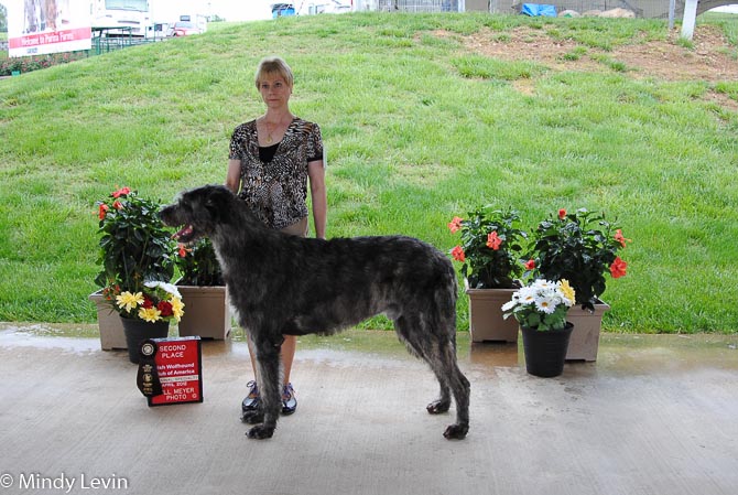 15-18 Month Dog, Other Placements: 2. Ygdrasil Laird O The Dance Prydain
