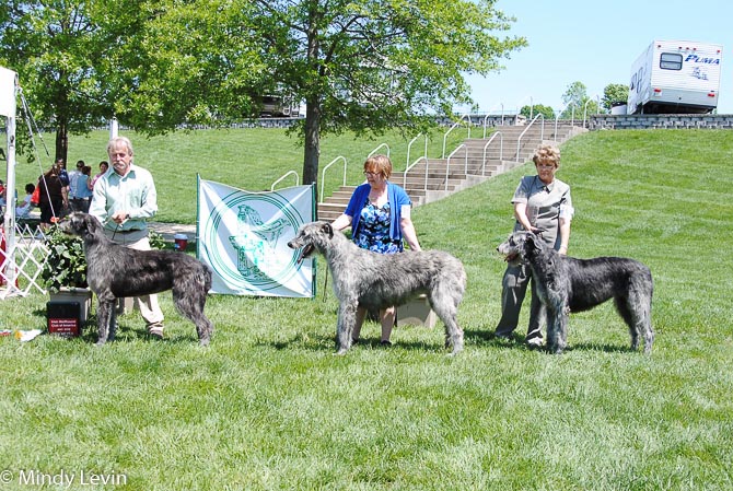 American Bred Bitch, Other Placements: 2. Nightwing's Relentless 3. Hannie Of Warwick 4. Riversong Smoke and Mirrors of Legacy