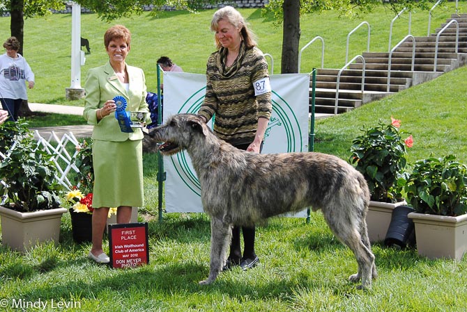 American Bred Dog: O'Lugh Blackwater Harper