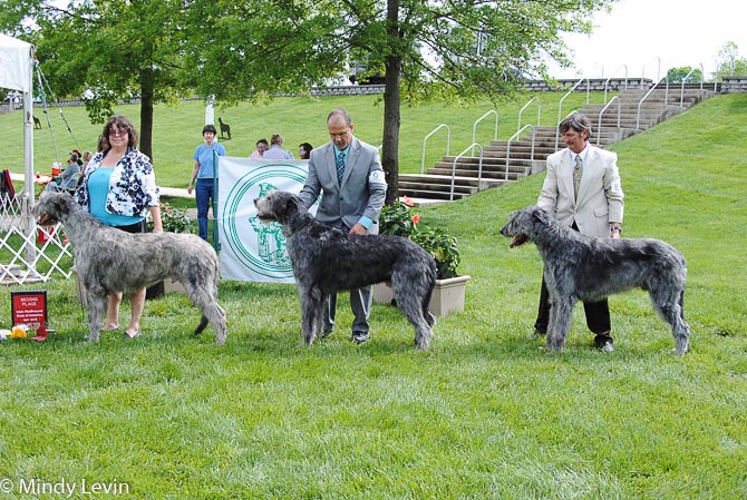 American Bred Dog, Other Placements: 2. Steppin Wolf's Whirlabout 3. Kailne's Smokey Blue Night 4. Ailne Blue's Surprise