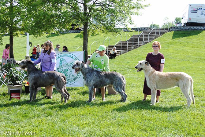 Bred-By Exhibitor Dog, Other Placements: