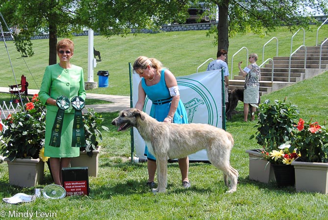 Best Puppy, Best Puppy 6-9 Months: Hound Hill Vale of Aerie