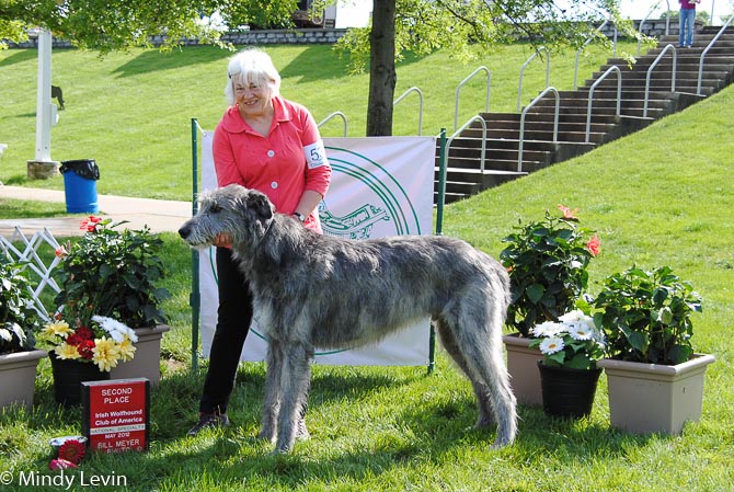 Novice Dog, Other Placements: 2. Rivendell Brynmor Shenanigans
