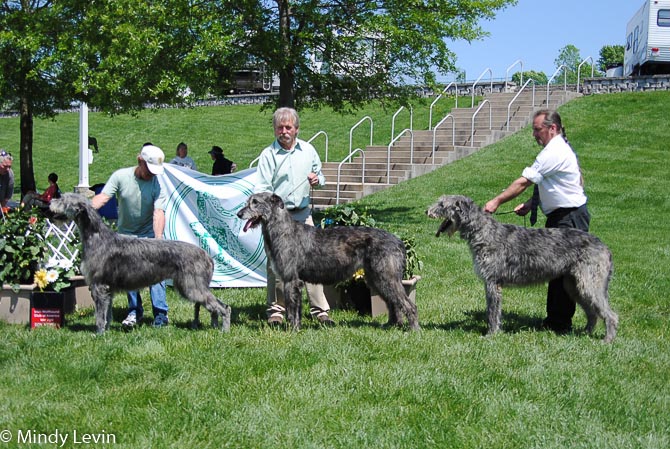 Open Bitch, Other Placements: 2. Skibberdeens Vixen 3. Keltairs Halo Legend 4. Araberara Naolta