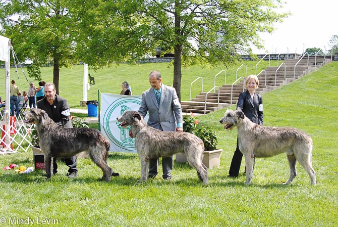 Open Dog, Other Placements: 2. Nightwing's Iron Gate Of Eagle 3. Glenamadda Starkeeper Conmael 4. Glenamadda Starkeeper Banne