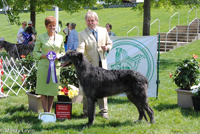 Reserve Winners Dog: Keltairs Punisher