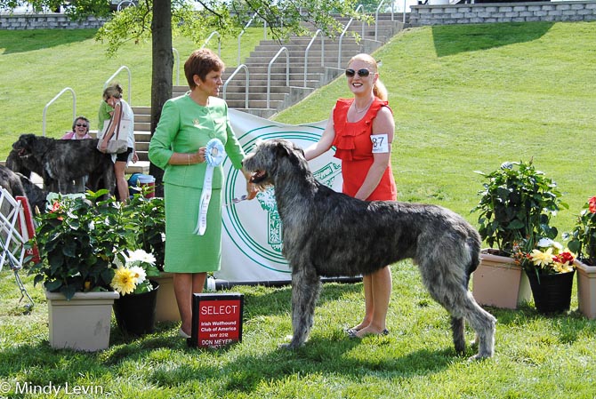 Select Dog: GCH Limerick Frosty the Showman