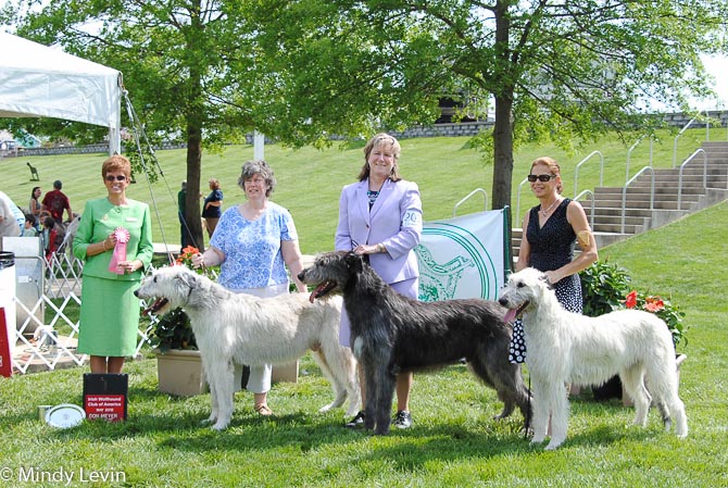 Stud Dog: GCH Ballygrans Aonghus Alef