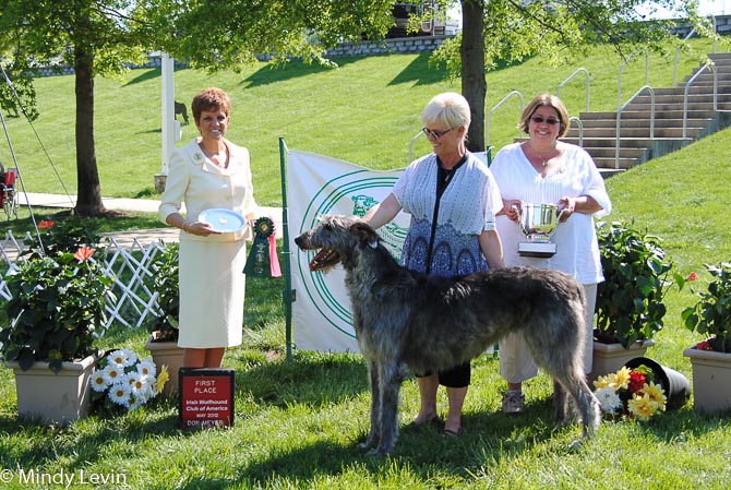 Veteran Bitch: GCH Glenamadda Starkeeper Verity