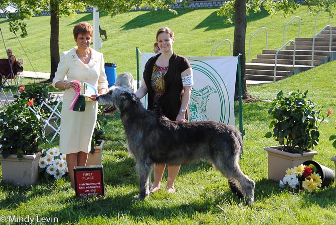 Veteran Dog: CH Brie Shooting From the Hip