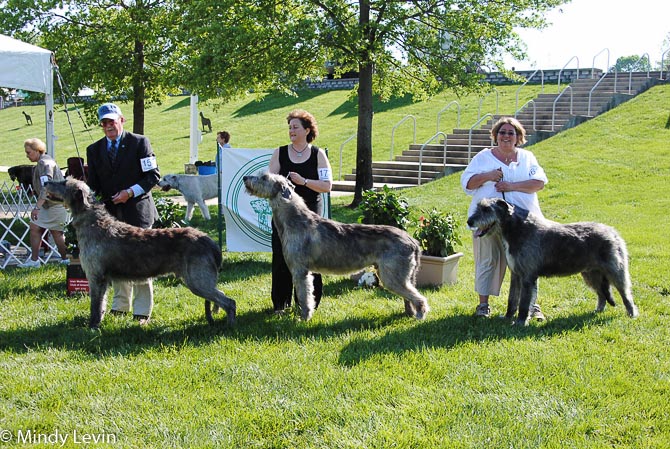 Veteran Dog, Other Placements: 2. CH Tailstorm Karontara Timothy 3. CH Tralen's the Blue Knight 4. CH Riversong Murphy Too CDX RE NJP