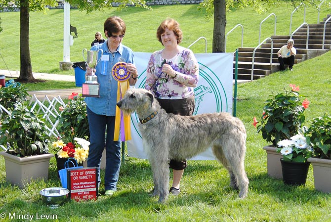 High In Trial: DC Tralen’s Merry Gold Purl, FCh, SC, GRC