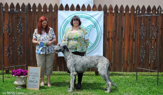 6-9 Month Dog: Steppin'Wolf's Thunder Drum