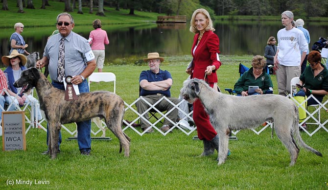 6-9 Month Dog, Other Placements: 2. Avoglia Lugh Celtic Sun Jadis 3. Carnasserie Smokin Ash